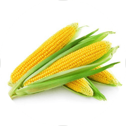 Maize