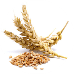 Wheat