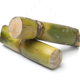Sugarcane